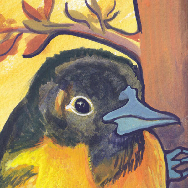 Illustration of a Baltimore Oriole